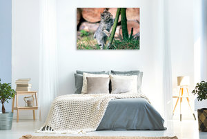 Premium Textil-Leinwand 120 cm x 80 cm quer Ein Motiv aus dem Kalender Wildkatzen - Früh übt es sich