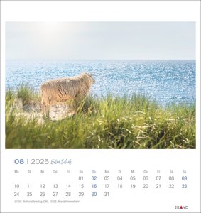 Extra Schaf Postkartenkalender 2026