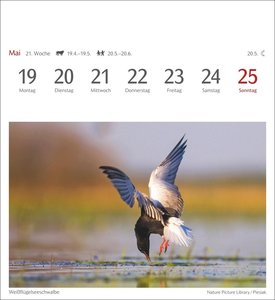 Heimische Vögel Postkartenkalender 2025