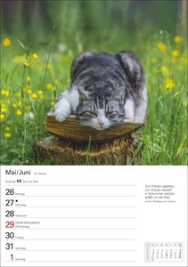 Katzen Wochenplaner 2025 - 53 Blatt mit Zitaten und Wochenchronik