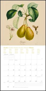 Fruits 2023 - Broschürenkalender - mit historischen Abbildungen alter Obstsorten von Pierre Antoine Poiteau - Format 30 x 30 cm