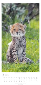 Big Cats Kalender 2026