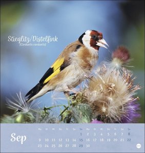 Vögel in unseren Gärten Postkartenkalender 2024. Ein kleiner Kalender zum Aufstellen und Aufhängen mit den 12 häufigsten Gartenvogelarten. Postkarten-Fotokalender zum Heraustrennen.