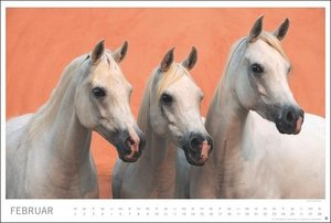 Pferde Meine Freunde Kalender 2023