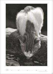 Cats Edition Kalender 2026