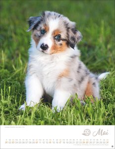 Hundekinder Posterkalender 2026