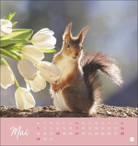 Eichhörnchen Postkartenkalender 2023. Dekorativer Monats-Tischkalender zum Aufstellen. Fotokalender voll niedlicher Eichhörnchenbilder, als Postkarten zum Sammeln und Verschicken.