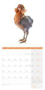 Verrückte Hühner Kalender 2025 - 30x30