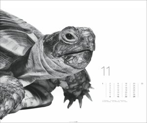 Black & White Animals 2026