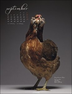 Pretty Chicks. Tier-Wandkalender 2023. Ungewöhnliches Fotokunst-Projekt des italienischen Fotografen Matteo Tranchellini. Hühner von ihrer besten Seite im Fotokalender 2023.