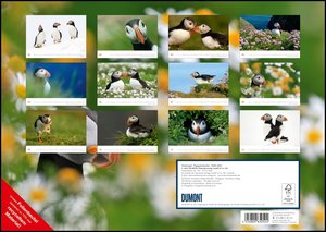 Clownvogel Papageientaucher 2023 - Wandkalender - Format 42 x 29,7 cm - Mit Spiralbindung