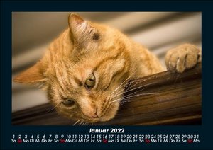 Haustierkalender 2022 Fotokalender DIN A5
