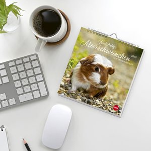 Kuschelige Meerschweinchen Postkartenkalender 2026