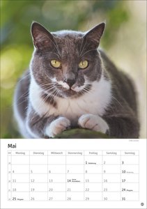 Katzen Kalender 2026