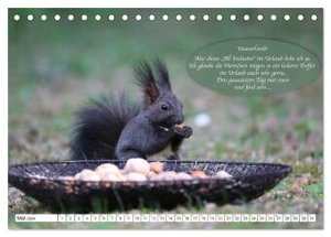 Eichhörnchen - Lustige Kurzgeschichten mit den quirligen Wildtieren (Tischkalender 2024 DIN A5 quer), CALVENDO Monatskalender