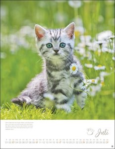 Katzenkinder Posterkalender 2022