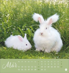 Süße Kaninchen Postkartenkalender 2026