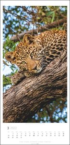 Big Cats Kalender 2022
