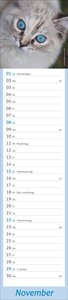 times&more Katzen Langplaner 2026