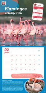 WAS IST WAS Tierwelt Broschurkalender 2026