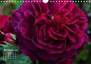 Zauberhafter Rosenreigen (Wandkalender 2021 DIN A4 quer)