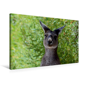 Premium Textil-Leinwand 75 cm x 50 cm quer Wallaby, Western Australia