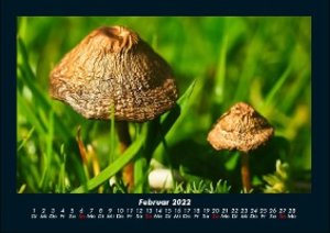 Pilzkalender 2022 Fotokalender DIN A4