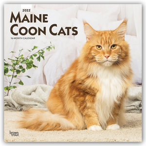 Maine Coon Cats - Maine Coon Katzen 2022 - 16-Monatskalender