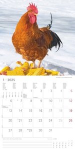 Alpha Edition - Hühner 2025 Broschürenkalender, 30x30cm, Kalender mit hochwertigen Hühner-Bildern, Mondphasen, Notizmöglichkeiten, Ferientermine DE/AT/CH und internationales Kalendarium