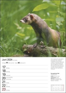 Heimische Tiere Wochenplaner 2024. Jede Woche schöne Tierfotos in einem praktischen Kalender zum Eintragen. Ein Terminkalender für die Wand mit beeindruckenden Aufnahmen und viel Platz für Notizen