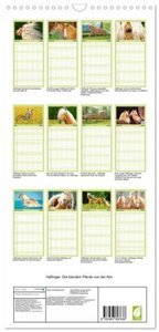 Familienplaner 2024 - Haflinger: Die blonden Pferde von der Alm mit 5 Spalten (Wandkalender, 21 x 45 cm) CALVENDO
