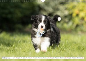 Gehütet wird später - Border Collie Welpen