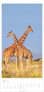Giraffen Kalender 2026