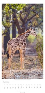 Giraffen Kalender 2026