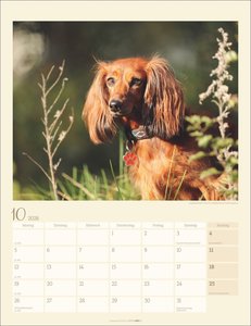 Dackel Kalender 2026