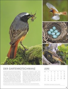 Vögel in unseren Gärten Posterkalender 2022