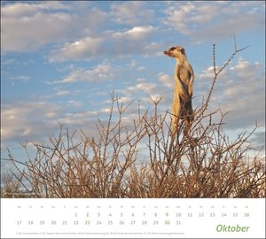 times&more Erdmännchen Bildkalender 2022