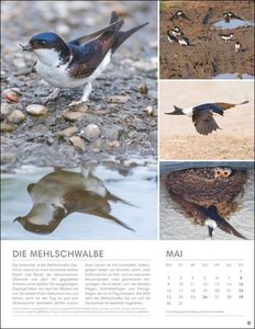 Vögel in unseren Gärten Posterkalender 2022