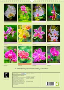 Schmetterlingsorchideen in High Dynamic (Wandkalender 2023 DIN A3 hoch)
