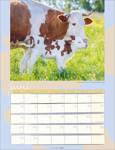 Kuh Kalender 2026