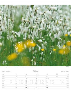 Alpenblumen Kalender 2026