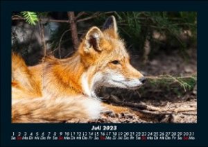 Tierkalender  2023 Fotokalender DIN A5