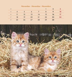 Schmusekatzen 2024 - Postkartenkalender 16x17 cm - Katzen - zum Aufstellen oder Aufhängen - Monatskalendarium - Gadget - Mitbringsel - Alpha Edition