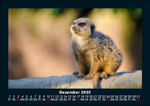 Tierkalender 2023 Fotokalender DIN A5