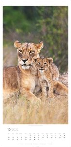 Big Cats Kalender 2022