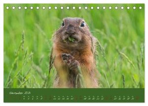 Ziesel auf Augenhöhe (Tischkalender 2024 DIN A5 quer), CALVENDO Monatskalender