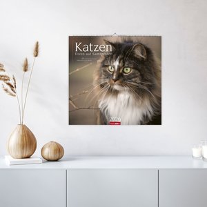 Katzen - Diven auf Samtpfoten 2026
