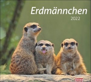 times&more Erdmännchen Bildkalender 2022