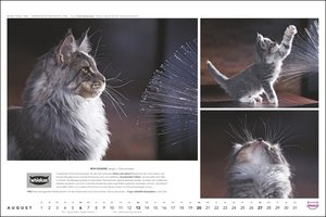 Whiskas Katzenkalender 2023. Foto-Wandkalender mit süßen Katzen und lustigen Geschichten. Wandkalender 2023 in schönem Design. Bildkalender 2023 Querformat 45x30 cm.