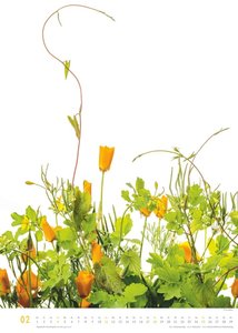 Flora 2025 – Blumen-Kalender von DUMONT– Foto-Kunst von Tan Kadam – Poster-Format 50 x 70 cm
